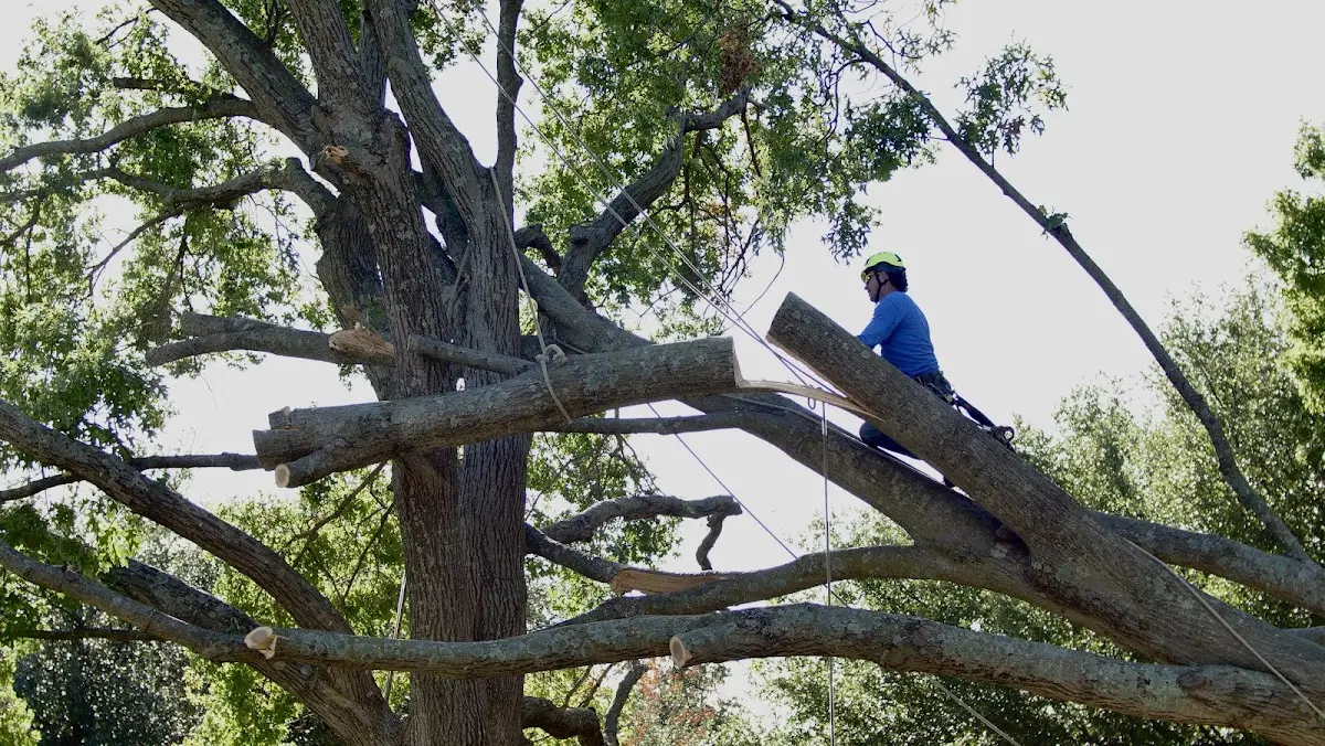 Professional Crown Thinning performed by certified arborists in Wetmore