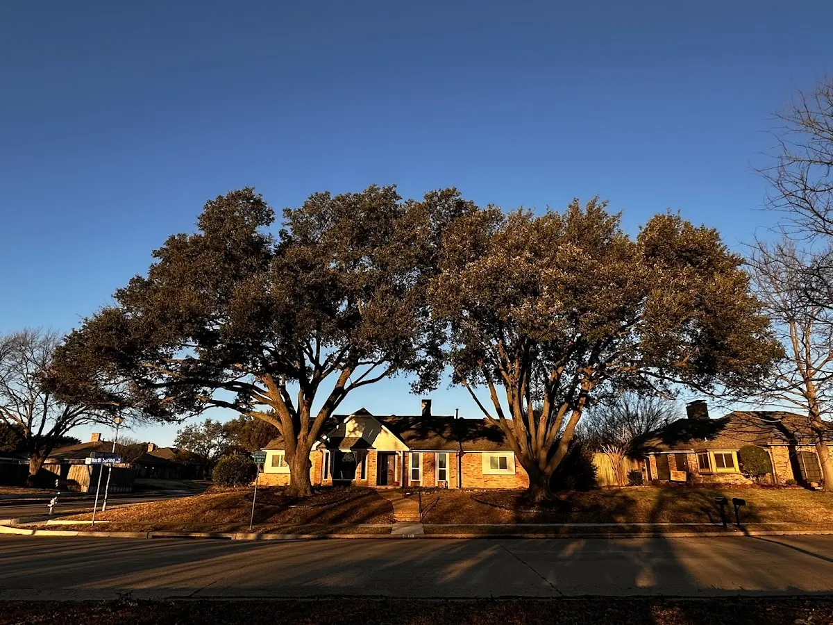 Established residential canopy tree shading a home in Wetmore